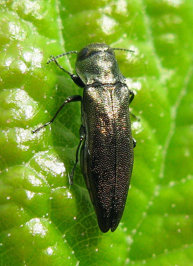 Buprestidae: Agrilus cfr. viricaerulans rubi